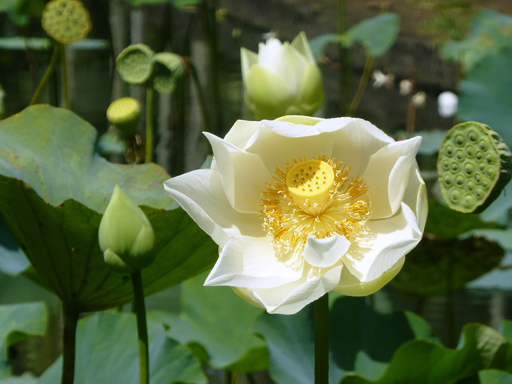 Maurice, jardin botanique de Pamplemousses - Fleur de lotus blanc